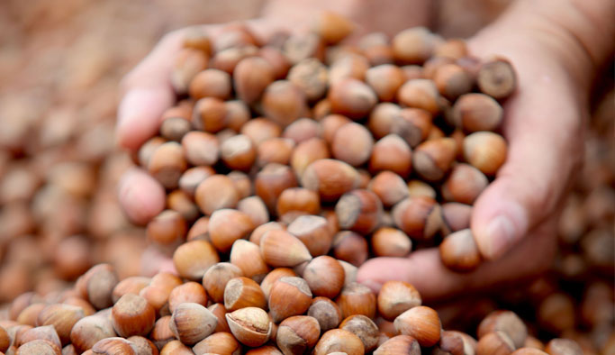 Fındık fiyatları yükseliyor - İşte son durum