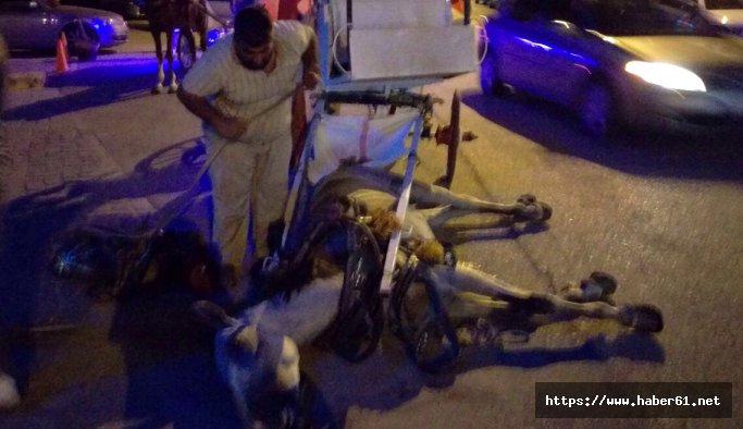 Atı ölen faytoncu intihar etti