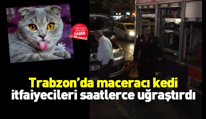 Trabzon'da maceralı kedi kurtarma operasyonu!