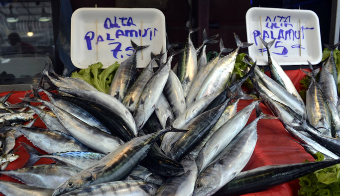 Karadeniz'de palamut bereketi var