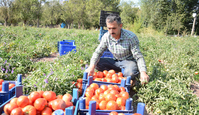 Giresun'da tütün yerine artık bunlar yetiştiriliyor