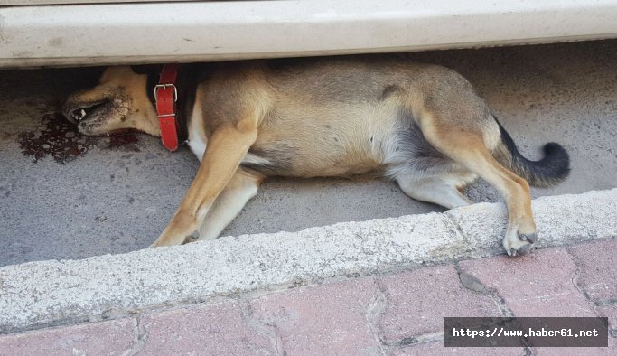 Hayvanları Koruma Günü'nde yürek sızlatan katliam!