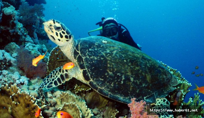 Caretta carettalara kedi muamelesi yapmayın