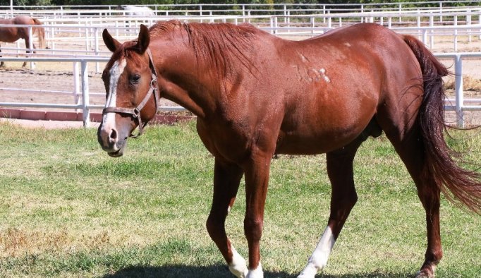 Yarış tayları bebek gibi yetiştiriliyor