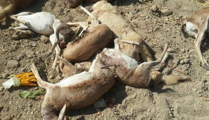 Köpekler ceylanları telef etti