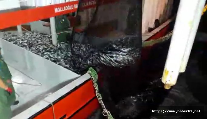 Ordu açıklarında palamut bereketi: Fiyatlar 5 ila 10 TL