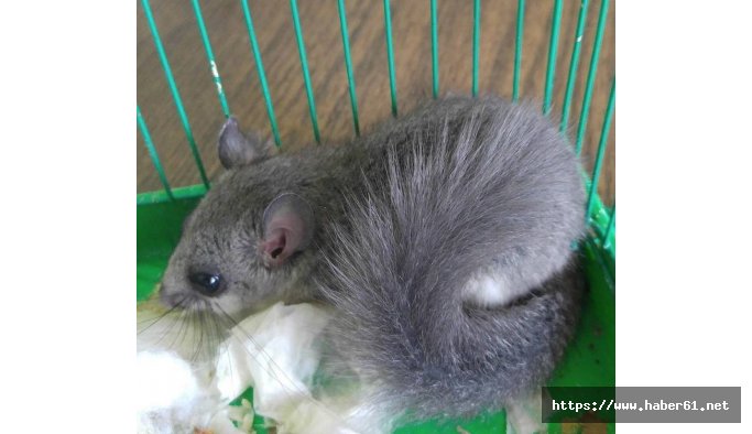 Nesli tükenmekte olan orman yediuyuru doğaya salındı