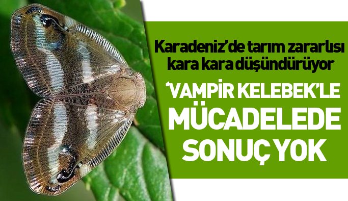 Tarımın düşmanı vampir kelebekle mücadelede sonuç yok