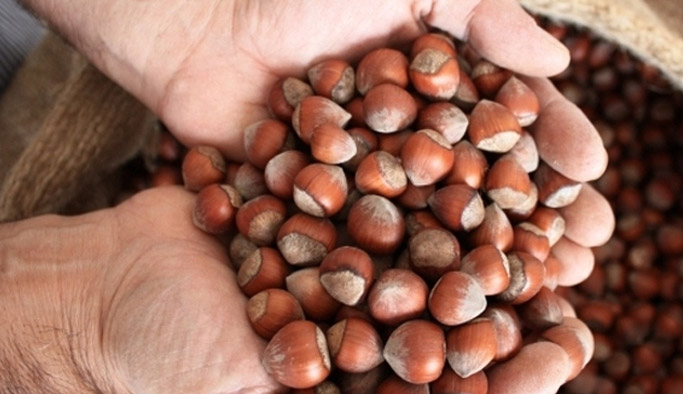 Fındık üreticisine uyarı yapıldı