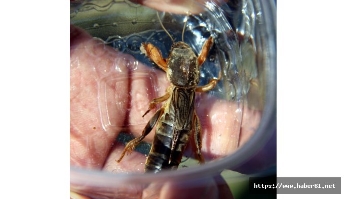 Samsunspor tesislerini dev böcekler bastı