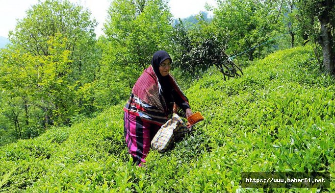3. sürgün yaş çay hasadı sona erdi