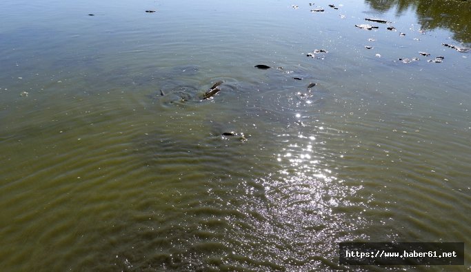 Balık ölümlerine 1 aydır çözüm yok!