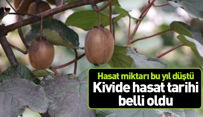Rize ve çevresinde kivi hasat tarihi açıklandı