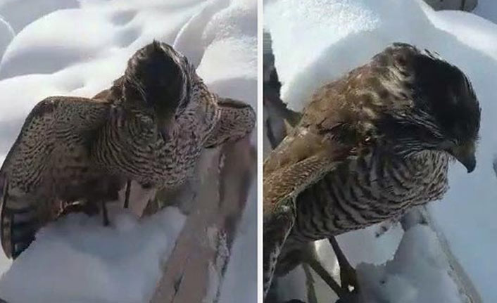 Atmaca soğuktan telef oldu!