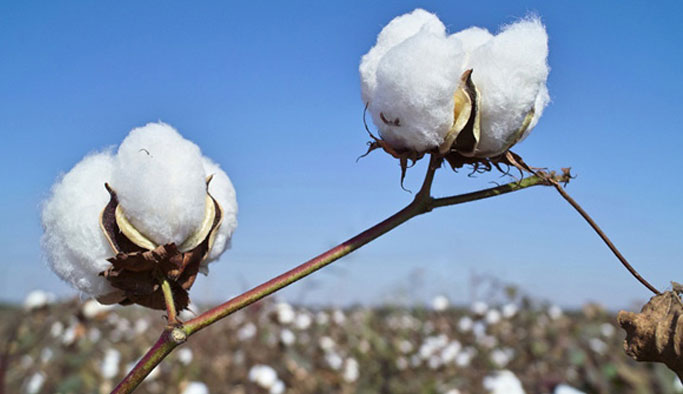 2017/18 sezonu pamuk rekoltesi açıklandı