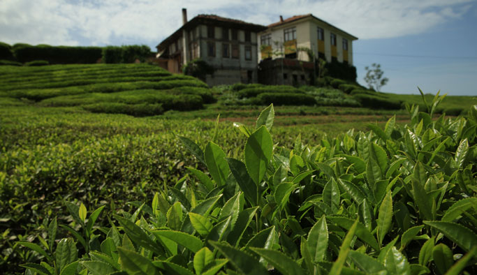 Doğu Karadeniz'de çay hasat dönemi sona erdi