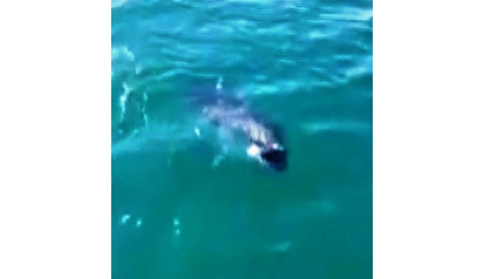 Balıkçılar elleriyle dev orkinosu besledi