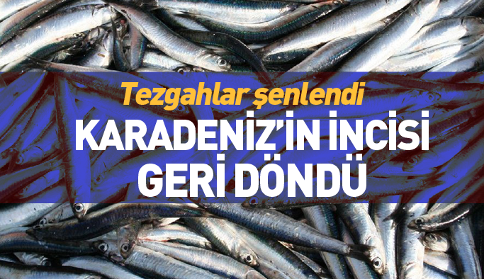 Karadeniz'in incisi tezgahlara geri döndü