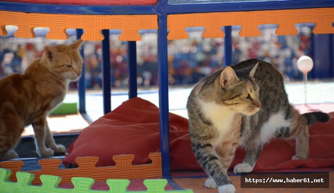 Kedilere özel 'Miyav park' yapıldı