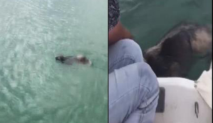 Boğulmak üzere olan köpeğin hayatını kurtardılar