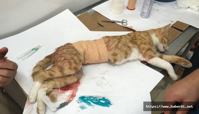 Yavruları anne karnında ölen kedi sezeryan ile kurtarıldı