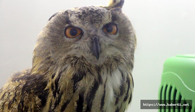 Baykuşun kangren olan kanadı kesildi