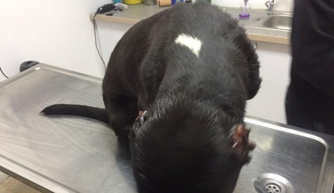 Köpeklere yürek sızlatan eziyet