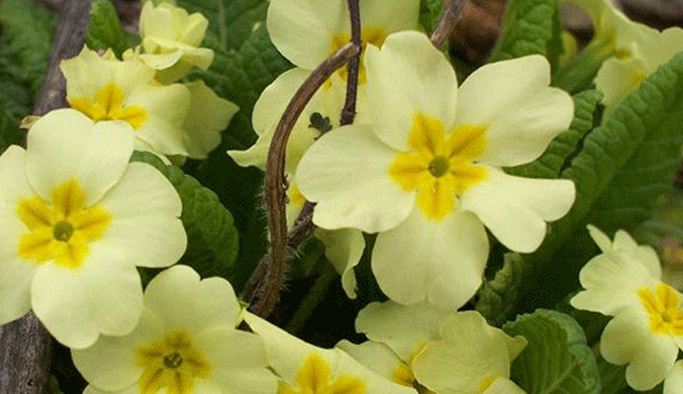 Karadeniz'de o bitkiler belirlendi