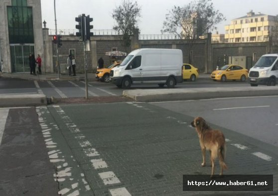 Sokak köpeği yeşil ışığı bekledi, yayalar kırmızıda geçti