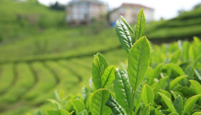 Kilosu 4 bin 500 Lira, talepleri karşılayamadı