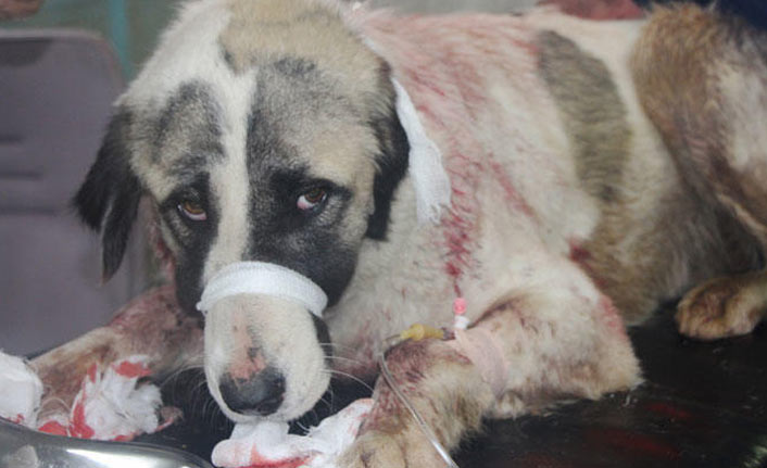 Parkta vahşet! Kanlar içinde...