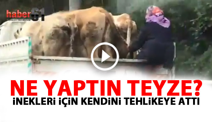 İnekleri için kendini tehlikeye attı