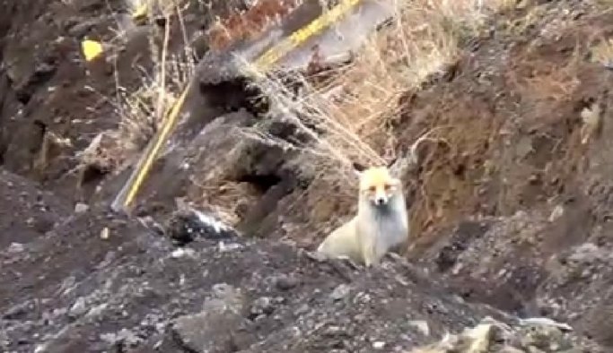 Sevimli tilki ilgi odağı oldu