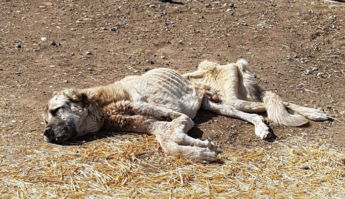 Hayvanseverleri kahreden haber... 'Şanslı' kurtarılamadı