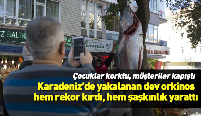 Karadeniz'de yakalanan dev orkinos rekor kırdı