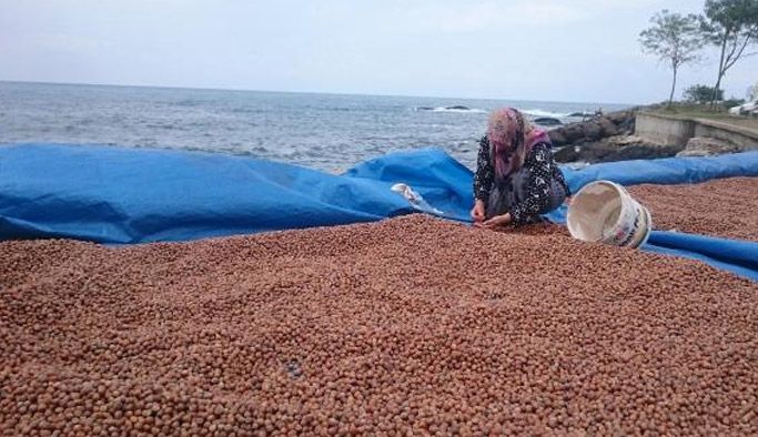 Fındıkta rekolte ne kadar olacak?