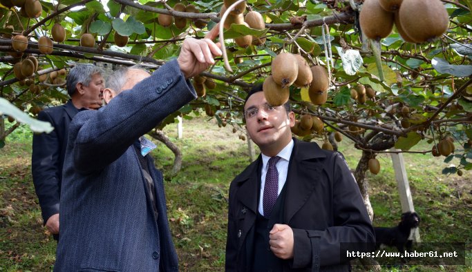 Kaymakam kivi bahçelerine hayran kaldı