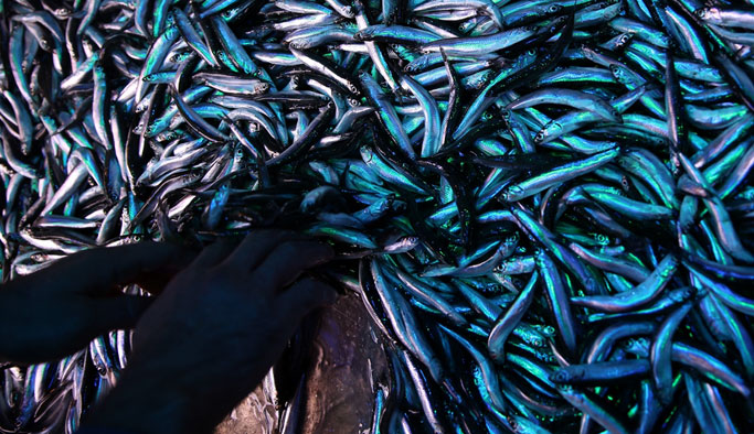 Hamside soğuk hava bereketi