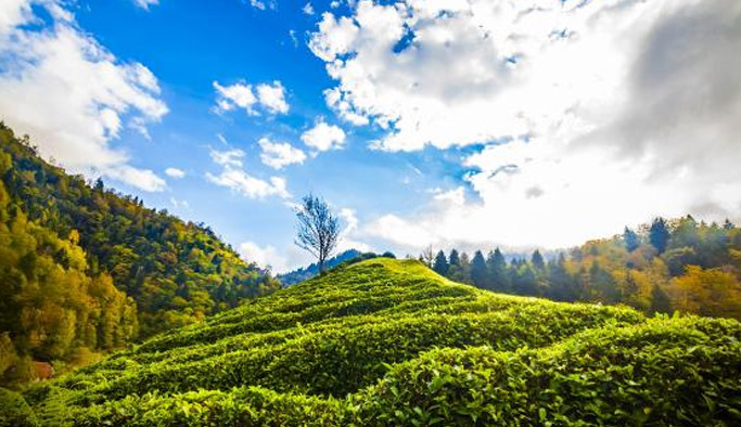 Doğu Karadeniz'de organik çay belirsizliği