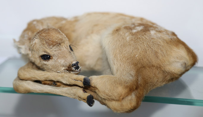 Ölen yaban hayvanları D.Karadeniz'de gelecek nesillere taşınıyor