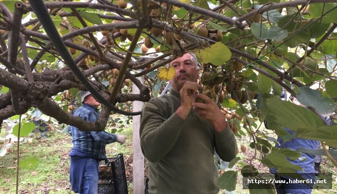 Kivi üreticisi rekolteden memnun