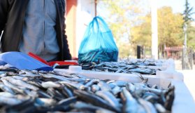 Fiyatı 2 liraya düştü, vatandaş hamsiye koştu