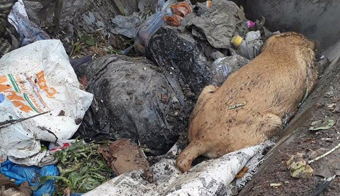 Vicdansızlar! Köpeği çuvala koyup çöpe atmışlar