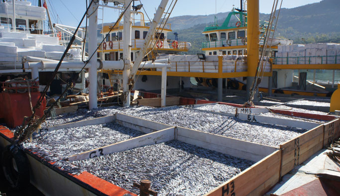 Hamsi ihracatından büyük artış