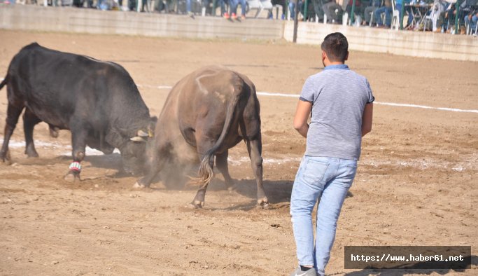Karadeniz'in şampiyon boğaları Aydın'da mücadele etti