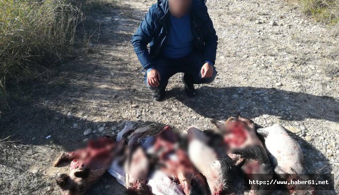 Nesilleri tükenme tehlikesindeki oklu kirpileri avladılar