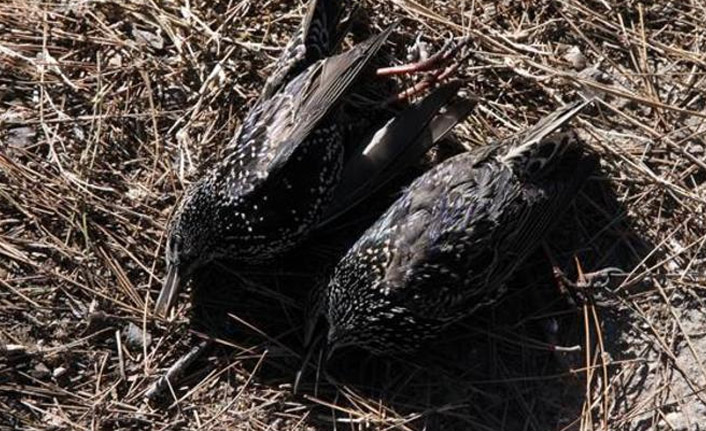 Kırklareli'nde çok sayıda sığırcık telef oldu!