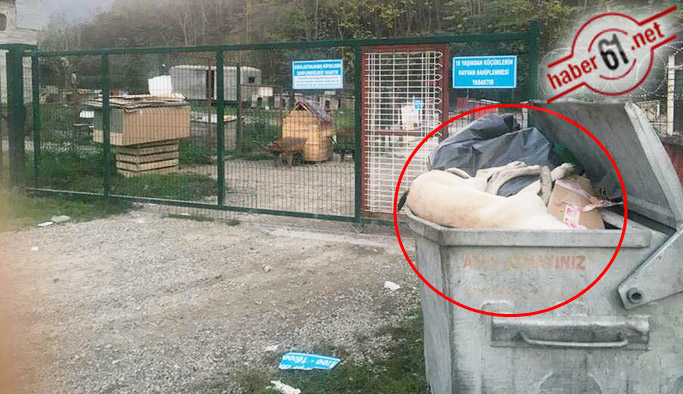 Trabzon'da barınak önünde dehşete düşüren görüntü 