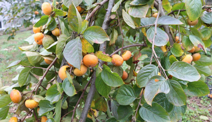 Adını Trabzon'dan aldı ama...