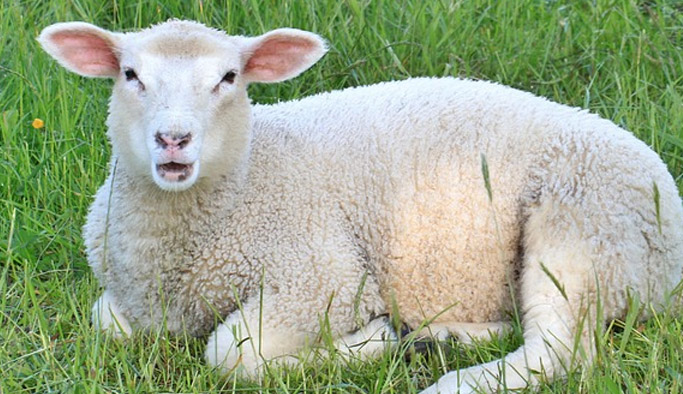 Giresun'da damızlık koyun dağıtılıyor